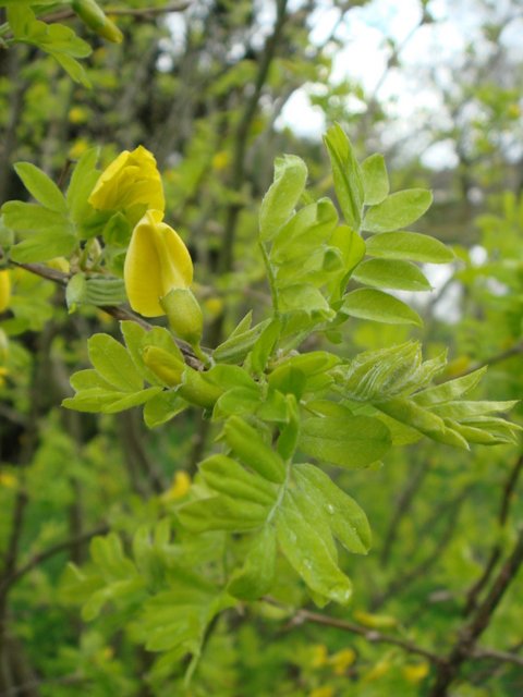 Caragana arborescens jeunes feuilles P9 P28